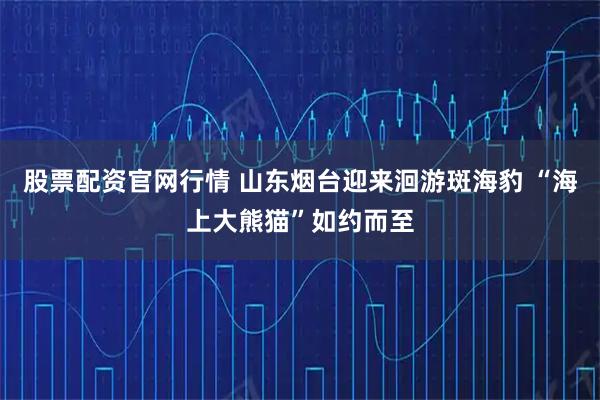 股票配资官网行情 山东烟台迎来洄游斑海豹 “海上大熊猫”如约而至